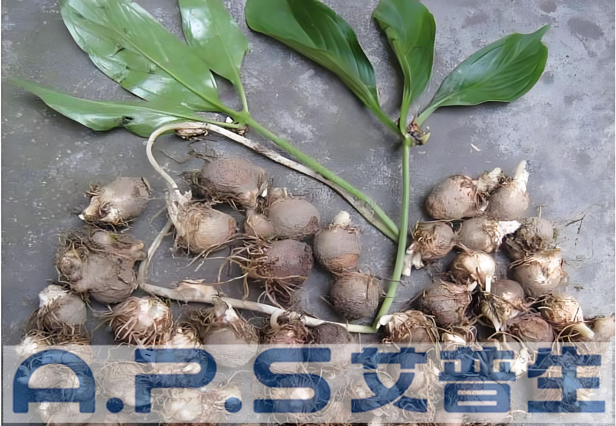 艾普生熱泵烘干機-中藥材半夏烘干-1.jpg