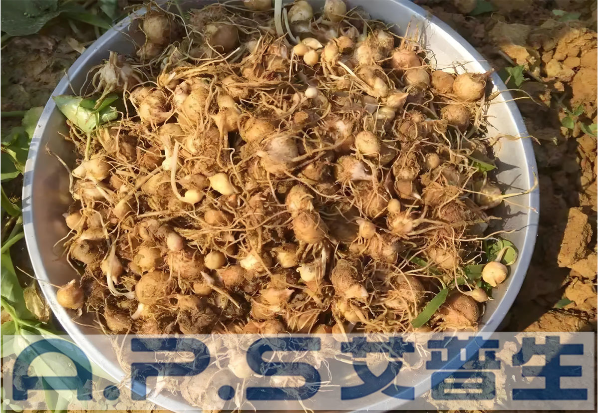 艾普生半夏熱泵烘干機-3.jpg